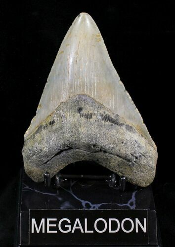 Megalodon Tooth - North Carolina #25777